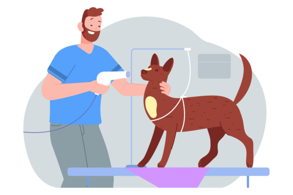 Groomer Drying Dog Hair. Pet Beauty Serv